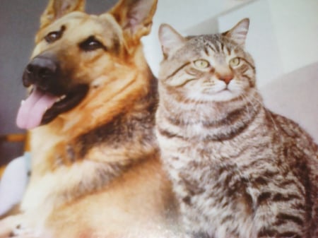 Dog and cat - dogs, friends, animals, cats