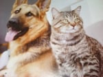 Dog and cat