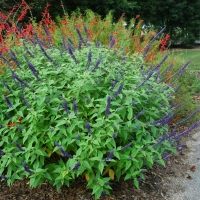 Salvia bushes