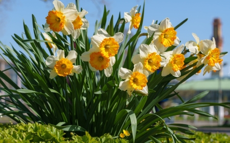 Daffodils - daffodils, nature, flowers, spring