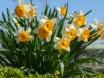 Daffodils