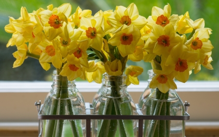 Daffodils in Glass