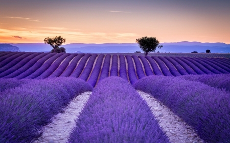 Lavender field - morning, purple, sky, field