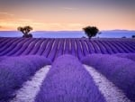 Lavender field