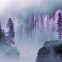 purple winter