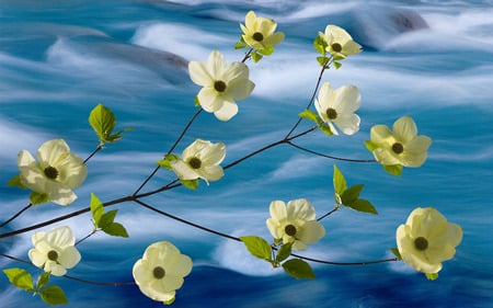 White flowers - white, flowers