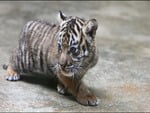 Baby tiger