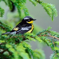 male magnolia warbler