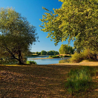 forest and river