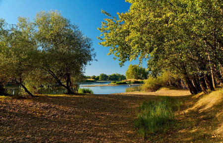 forest and river - forest, light, river