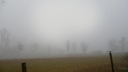 Winter Field Fog - fence, sky, fog, winter, field, widescreen, washington