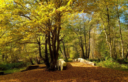 forest bridge - tree, bridge, forest