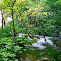 forest and river