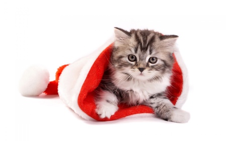 Fluffy cat in santa`s hat - hat, fluffy, christmas, santa, kitten, red, cats, animals