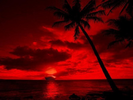 red 1.jpg - beach, red, romantic, plamtrees