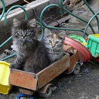 Kitty Truckers