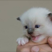 Itty Bitty Kitty