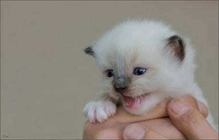 Itty Bitty Kitty