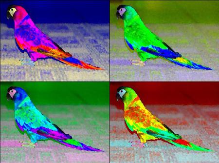 Macaw Montage - bird, colorful, animal, macaw