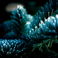 Frosty Evergreen