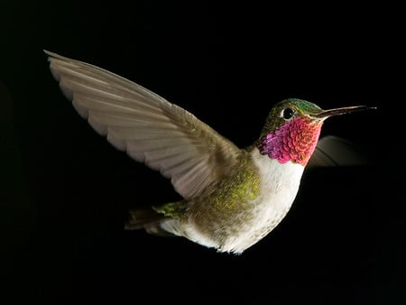 hummingbird - nice