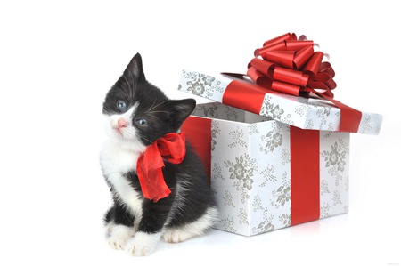 cat - cat, present