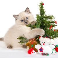 cat
