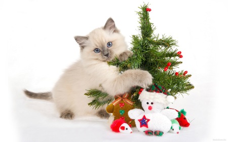 cat - cat, toy, tree