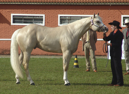 Cremello Quarter Horse - horses, cremello, animals, american horse, stallions, quarter horse