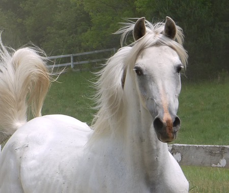 Arabian - white, arabian, horses, animals