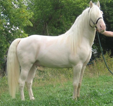 Cremello Tennessee Walking Horse