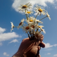 Beautiful chamomile bouquet