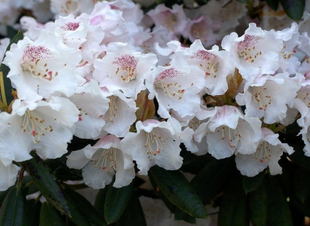 Beautiful White  Rhododendron Blossom Flowers