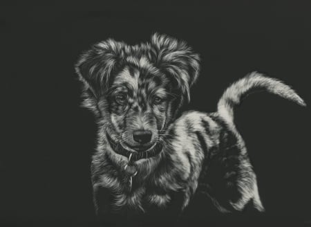 Australian Shepherd puppy - shone chacko, dog, black, white, australian shepherd, bw, caine, puppy, art