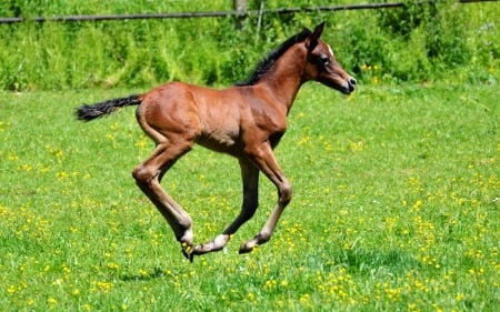 Foal - animal, horse, baby, foal