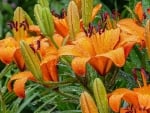 Asiatic Lilies