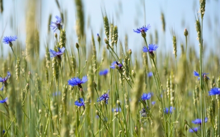 Cornflowers - nature, summer, cornflowers, blue