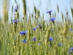 Cornflowers