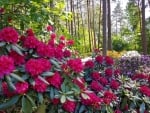 Rhododendrons in Latvia