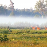 Deer and Crane in Mist