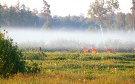 Deer and Crane in Mist - Latvia, bird, deer, mist, landscape, crane, animals