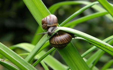 Snails on Grass