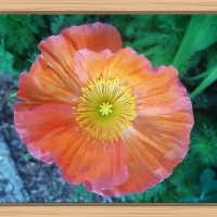 PRETTY POPPY