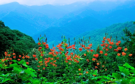 Summer Mountains - morning, blossoms, twilight, flowers, plants