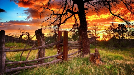 Fiery Sunset - sky, fence, clouds, trees, colors