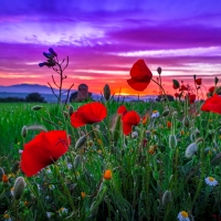 Poppy field at sunset