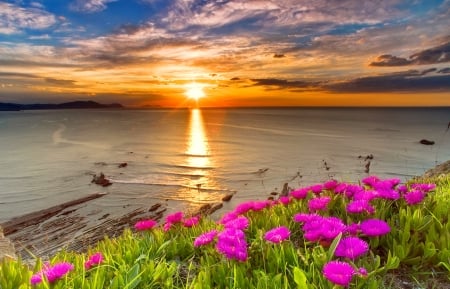 Coastal flowers at sunset - flowers, sunset, coast, summer, beach, beautiful, sea, reflection