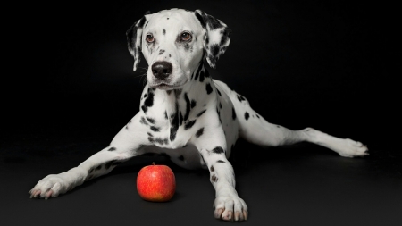 :) - dog, mar, black, white, paw, red, fruit, cute, caine, dalmatian, apple