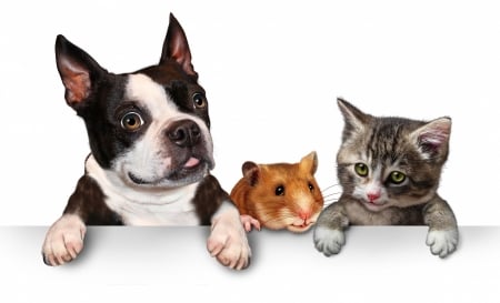 Pets - pet, kitten, paw, dog, puppy, hamster, cat