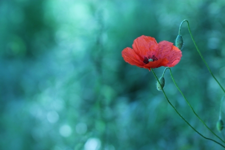 Poppy - vara, red, green, summer, mac, poppy